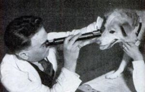 a dog gets measured for glasses